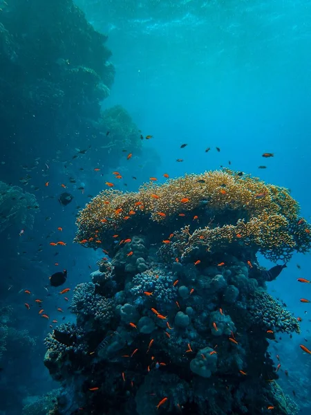 Colpo verticale di piccoli pesci colorati che nuotano intorno a bellissimi coralli sotto il mare — Foto Stock