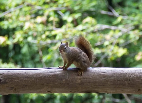 Egy közeli kép egy aranyos mókusról, aki egy fatörzsön ül gyönyörű zöld fákkal a háttérben. — Stock Fotó