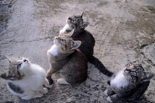 Gruppe von Kätzchen steht auf einer hölzernen Fläche und blickt in den Himmel — Stockfoto