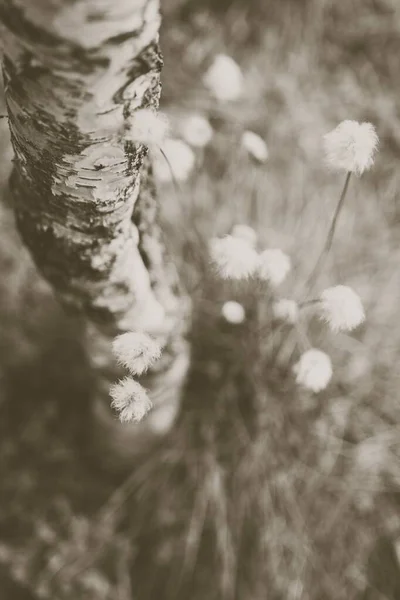 Närbild skott av ett träd rot växer starkt i marken i mitten av en skog — Stockfoto
