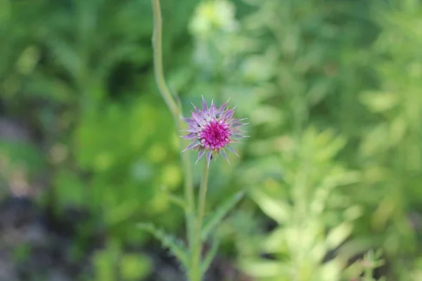アイオワ州で撮影された美しい花の選択的フォーカスショット — ストック写真