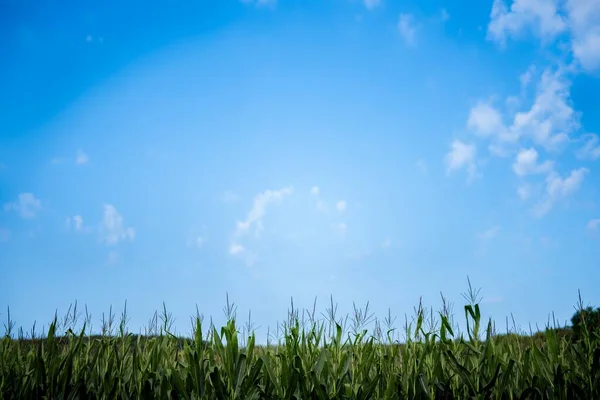 Hermosa toma de un maizal con un cielo azul en el fondo —  Fotos de Stock