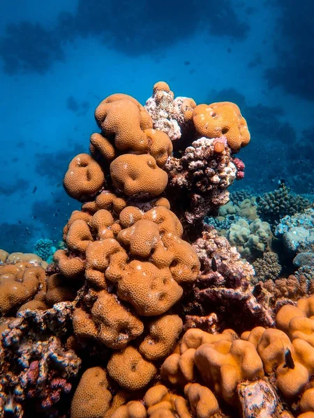 Вертикальний знімок красивих коралів на дні моря — стокове фото