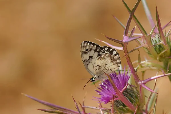 Plan Sélectif Incroyable Papillon Melanargia Galathea Sur Une Plante Pourpre — Photo