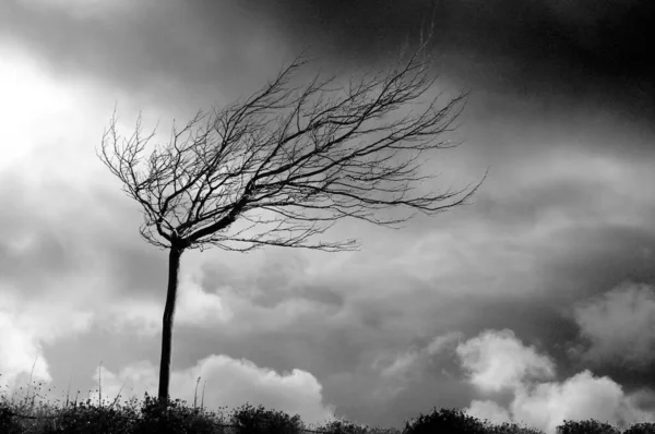 Misterioso colpo in scala di grigi di un albero nudo che si muove verso il vento sotto il cielo nuvoloso — Foto Stock
