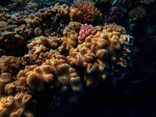 Крупним планом знімок красивих коралів під морем — стокове фото