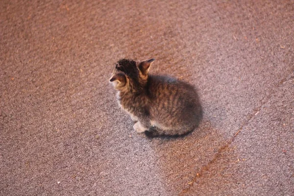 Tiro de ângulo alto de um gatinho bonito — Fotografia de Stock