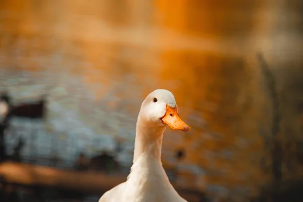 Selective focus shot of a white goose standing at the lakeshore with confused eyes — Stock fotografie