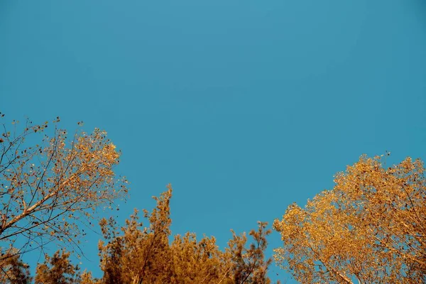 背景に澄んだ青空を背景に黄色の葉の木の低角度ショット — ストック写真