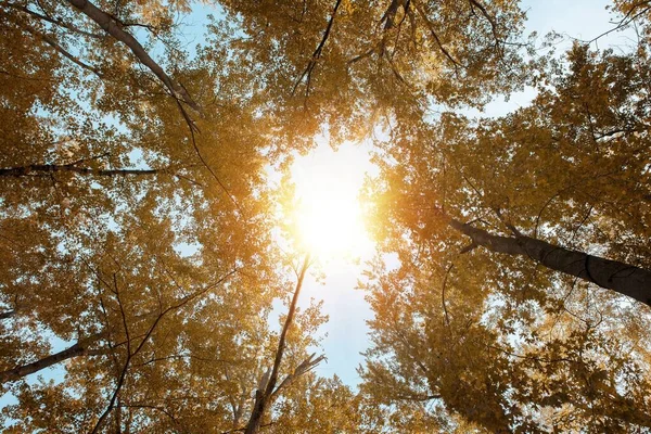 Laaghoekige opname van hoge gele bladbomen met de zon die door de takken schijnt — Stockfoto