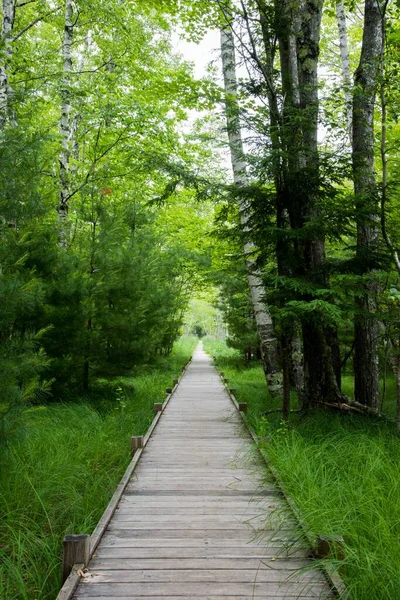 A vertical shot of a man-made wooden path in the forest with bright green grass and trees on the sides