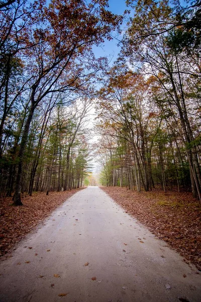 Pionowe ujęcie ścieżki w środku lasu z wysokimi drzewami liściastymi pod błękitnym niebem — Zdjęcie stockowe