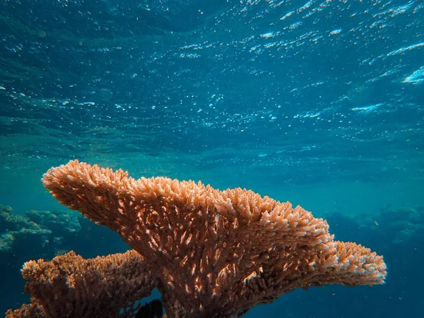 Gros plan d'un beau corail sous la mer — Photo