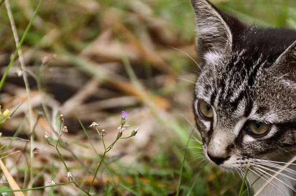 Et nærbilde av en kattunge midt i gresset og noen blomster. – stockfoto