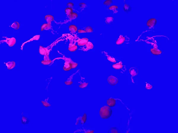 水下有许多粉色水母的美丽镜头- -很适合凉爽的背景 — 图库照片