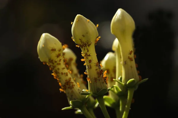 Die Flügellosen Weibchen Von Oleanderblattläusen Und Nymphen Saugen Nährstoffe Aus — Stockfoto