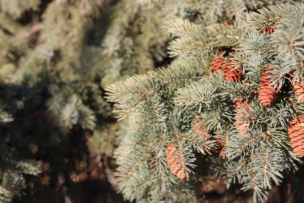 Closeup Shot Pine Tree Pine Cones — Stock Photo, Image