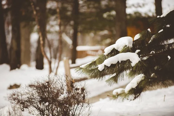 Nahaufnahme Einer Schneebedeckten Kiefer Mit Verschwommenem Hintergrund — Stockfoto