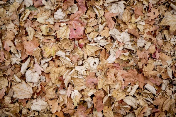 Colpo in testa di foglie marroni grande per uno sfondo o un blog — Foto Stock