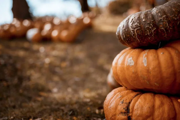 Primer plano de calabazas una encima de la otra con un fondo borroso — Foto de Stock