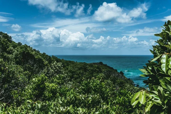 Uno Splendido Scenario Piante Che Crescono Una Roccia All Oceano — Foto Stock