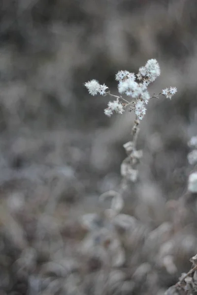 Alandaki beyaz bitkinin dikey odak noktası. — Stok fotoğraf