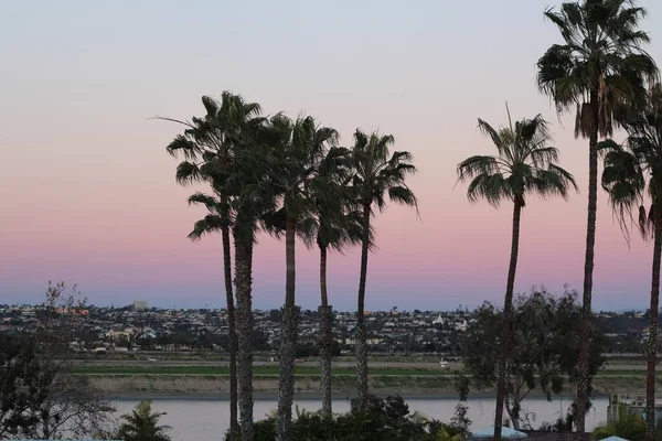 San Diego hayvanat bahçesinde gün batımında güzel palmiye ağaçları — Stok fotoğraf