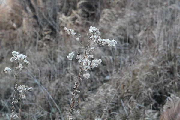 Captura selectiva de enfoque de una planta en un campo — Foto de Stock