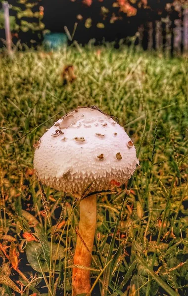 Closeup vertical tiro de um cogumelo cultivado na grama em um fundo borrado — Fotografia de Stock