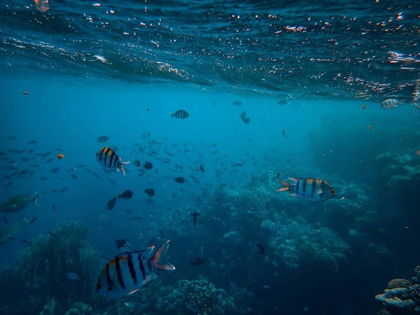 School of  beautiful fish under the sea