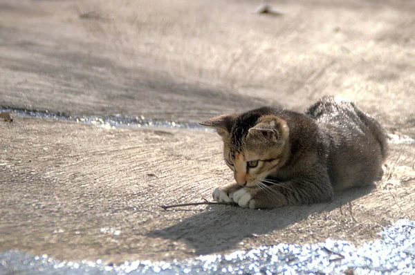 Котенок, играющий с куском палки в солнечном свете — стоковое фото