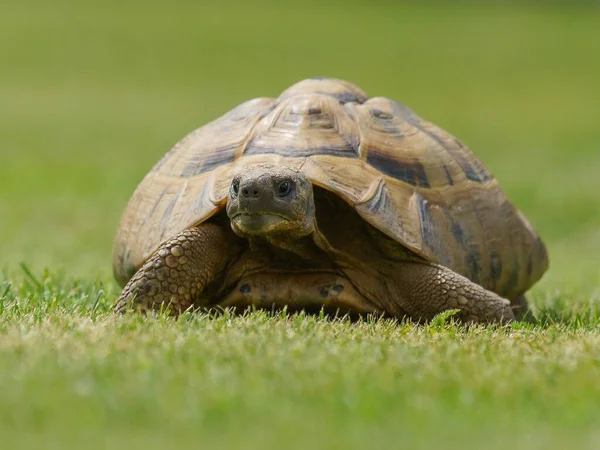 Výběrový Snímek Želvy Která Pomalu Pohybuje Uprostřed Zeleného Pole — Stock fotografie