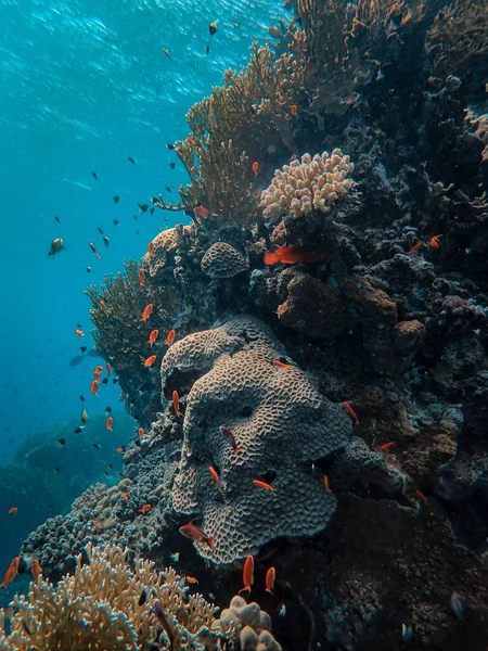 Pionowe ujęcie pięknych korali i ryb pod morzem — Zdjęcie stockowe