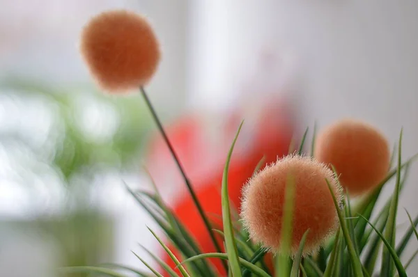 特別な植物の選択的フォーカスショット — ストック写真