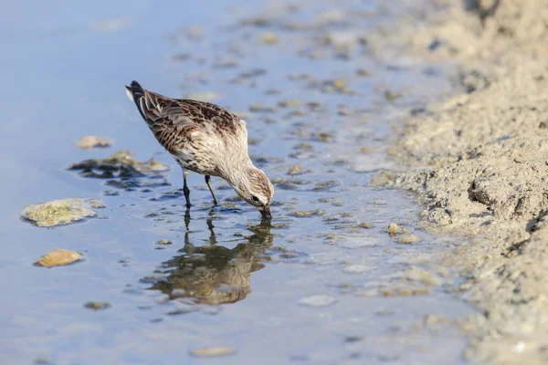 Herfst migrant volwassene Dunlin Calidris alpina — Stockfoto