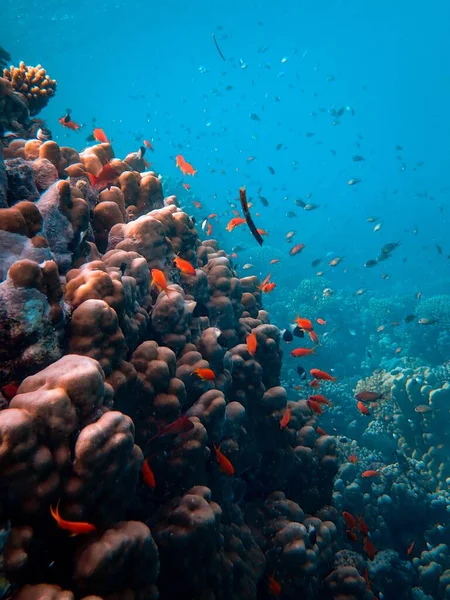 小而多彩的鱼在大海下美丽的珊瑚周围游动的垂直镜头 — 图库照片