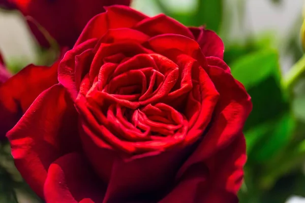 Szoros kép egy gyönyörű vörös rózsa - tökéletes háttér — Stock Fotó