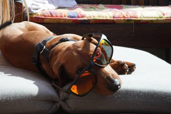Horizontální Záběr Roztomilého Hnědého Jezevčíka Psa Slunečními Brýlemi Ležícími Gauči — Stock fotografie