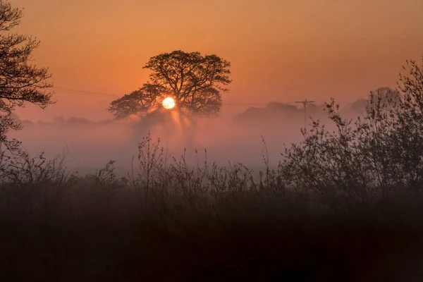 Ein Erstaunlicher Wald Und Der Sonnenuntergang — Stockfoto