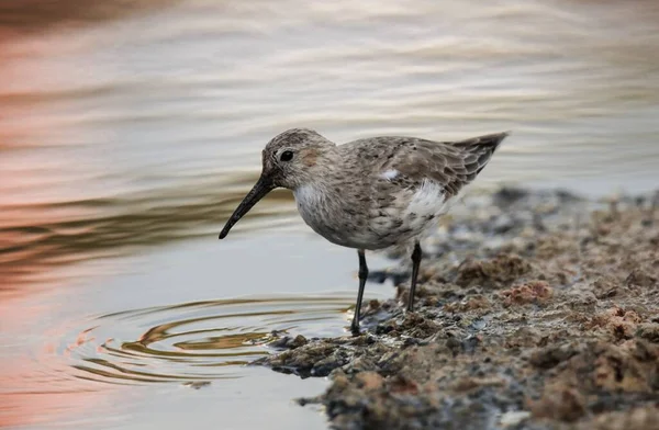 Outono adulto dunlin migrante Calidris alpina — Fotografia de Stock