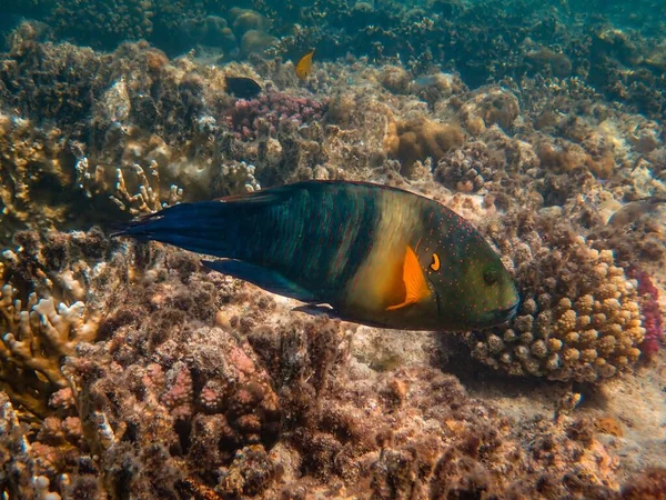 Hermosos peces de colores nadando alrededor de los corales bajo el mar —  Fotos de Stock