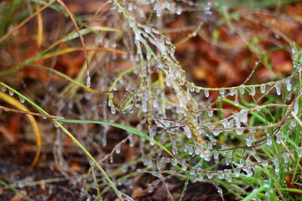 Closeup shot dari tanaman beku — Stok Foto