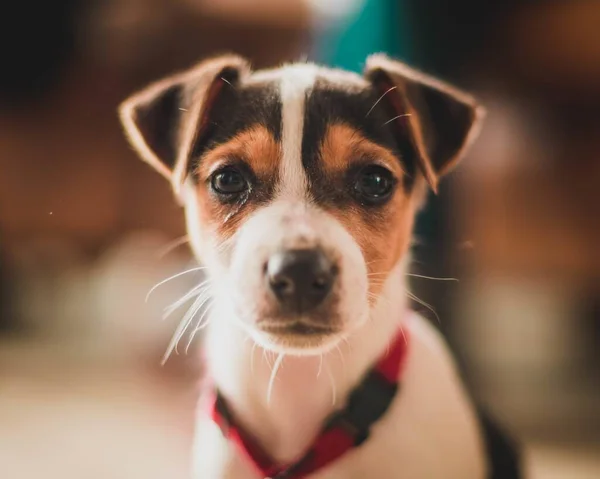 Beau gros plan d'une tête brune d'un chiot blanc avec des yeux gentils et — Photo