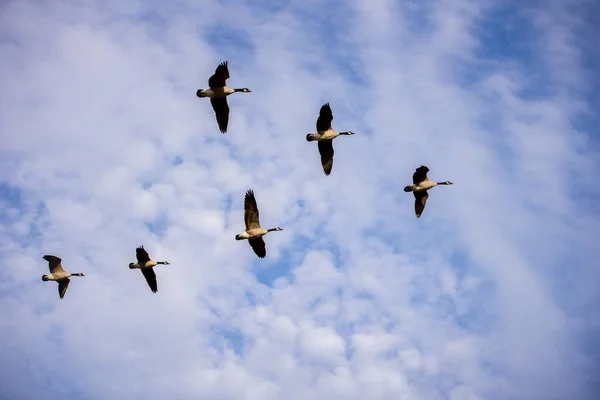 Nízký úhel záběru ptáků letících ve formaci s oblačnou oblohou v pozadí — Stock fotografie