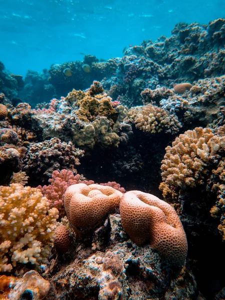 Вертикальний знімок красивих коралів під морем — стокове фото