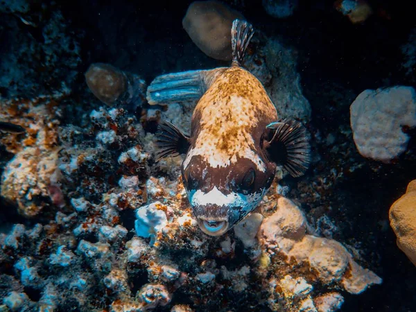 Bellissimi pesci colorati che nuotano intorno ai coralli sotto il mare — Foto Stock