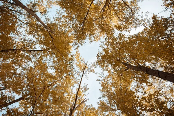 Laaghoekige opname van hoge gele bladbomen met een bewolkte lucht op de achtergrond — Stockfoto