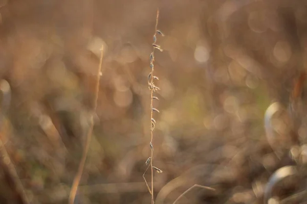 Selektive Fokusaufnahme eines Pflanzenstammes auf einem Feld — Stockfoto