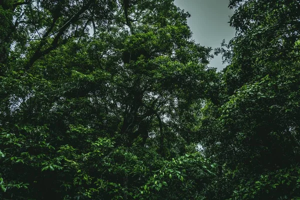 숲에서 자라는 장밋빛 소나무의 — 스톡 사진
