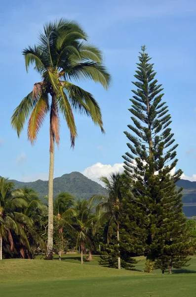 Függőleges lövés egy pálmafa és egy fenyő egy trópusi dzsungelben egy hegy a háttérben — Stock Fotó